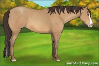Horse Color:Amber Champagne Splash 