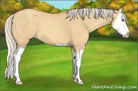 Horse Color:Silver Amber Champagne Dun Splash 