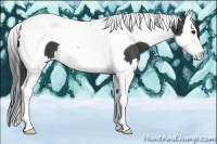 Horse Color:Smoky Black Splash Tobiano