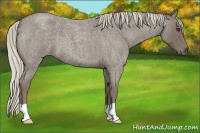 Horse Color:Silver Smoky Blue Roan 