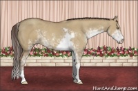 Horse Color:Classic Champagne Dun Sabino 