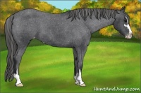 Horse Color:Black Sabino Varnish 