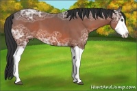 Horse Color:Bay Ice Splash 