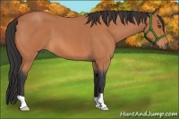 Horse Color:Bay Roan 