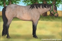 Horse Color:Buckskin Roan 