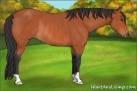 Horse Color:Bay Rabicano 
