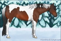 Horse Color:Bay Tobiano 