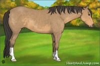 Horse Color:Buckskin 