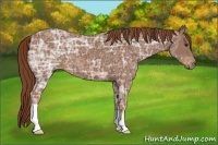 Horse Color:Chestnut Ice 