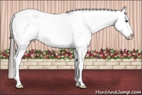 Horse Color:Blue Ice Roan Sabino Appaloosa 