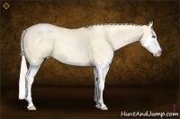 Horse Color:Silver Buckskin Pearl Dun Splash 