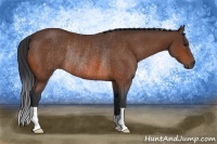 Horse Color:Bay Rabicano 