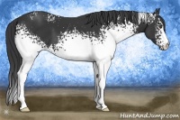 Horse Color:White Spotted Black 