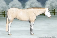 Horse Color:Gold Champagne Ice Pearl Sabino Splash