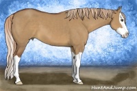 Horse Color:Red Dun Splash 