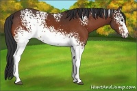 Horse Color:White Spotted Bay 