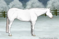 Horse Color:Black Ice Appaloosa