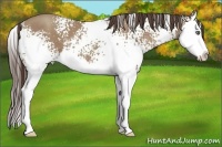 Horse Color:White Spotted Classic Champagne Sabino Splash 