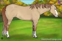 Horse Color:Red Dun Splash Rabicano