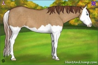 Horse Color:Red Dun Splash 