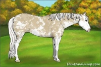 Horse Color:Silver Smoky Grullo Sabino Splash