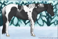 Horse Color:Black Tobiano 