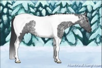 Horse Color:Black Ice Tobiano Rabicano 