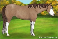Horse Color:Classic Champagne Splash 