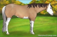 Horse Color:Amber Champagne Splash 