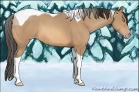 Horse Color:Amber Champagne Tobiano