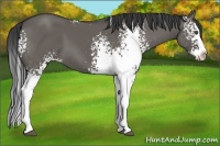 Horse Color:White Spotted Grullo Splash 
