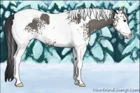 Horse Color:White Spotted Grullo Tobiano