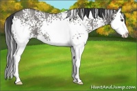 Horse Color:White Spotted Grullo Roan Splash 