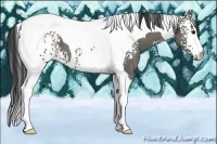 Horse Color:White Spotted Grullo Tobiano