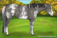 Horse Color:White Spotted Grullo Splash 