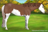 Horse Color:Chestnut Sabino Splash 