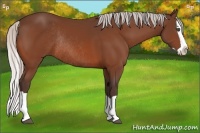 Horse Color:Silver Bay Splash Rabicano 