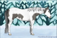 Horse Color:Grullo Splash Tobiano