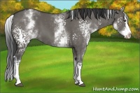 Horse Color:White Spotted Grullo Splash 