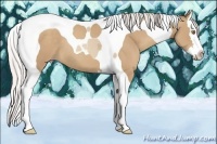 Horse Color:Silver Classic Champagne Splash Tobiano 