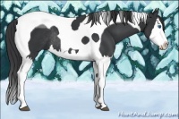 Horse Color:Black Splash Tobiano Rabicano 