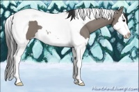 Horse Color:Grullo Sabino Splash Tobiano 
