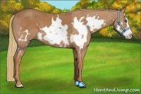 Horse Color:White Spotted Chestnut Splash Frame
