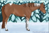 Horse Color:Chestnut Tobiano