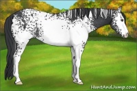 Horse Color:White Spotted Black Rabicano 
