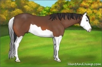 Horse Color:Bay Splash 