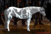Horse Color:Black Tobiano Appaloosa 