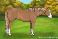 Horse Color:Chestnut Splash 