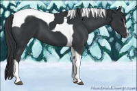 Horse Color:Black Sabino Tobiano 