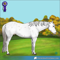 Horse Color:Liver Chestnut Sabino